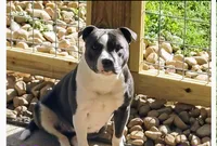 Loretta , a female Staffordshire Bull Terrier for sale in Washington, PA – 1 of 1