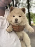 Female 4, a female Chow Chow for sale in Tarboro, NC – 1 of 4