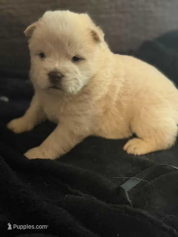 Chow male – Chow Chow puppy for sale in Tarboro, NC