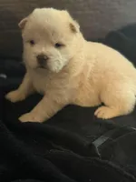 Chow male, a male Chow Chow for sale in Tarboro, NC – Photo 1 of 4