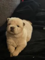 Chow male, a male Chow Chow for sale in Tarboro, NC – Photo 3 of 4