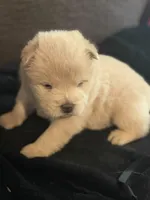 Chow male, a male Chow Chow for sale in Tarboro, NC – Photo 2 of 4