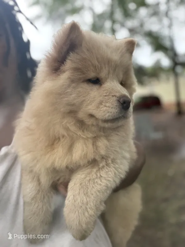 Chow chow girl2 – Chow Chow puppy for sale in Tarboro, NC