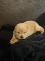 Chow chow girl2, a female Chow Chow for sale in Tarboro, NC – Photo 4 of 5