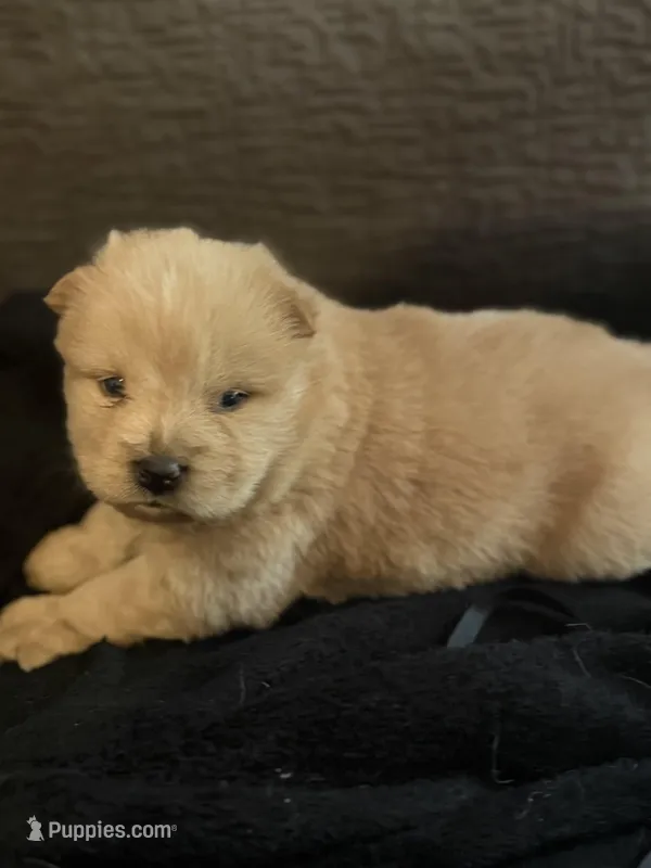Chow chow girl2 – Chow Chow puppy for sale in Tarboro, NC