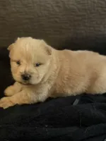 Chow chow girl2, a female Chow Chow for sale in Tarboro, NC – Photo 2 of 5