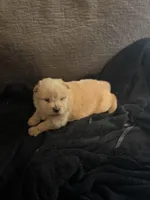 Chow chow girl2, a female Chow Chow for sale in Tarboro, NC – Photo 3 of 5