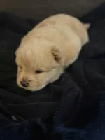 Chow chow girl2, a female Chow Chow for sale in Tarboro, NC – Photo 5 of 5