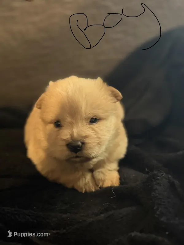 Chow chow girl2 – Chow Chow puppy for sale in Tarboro, NC