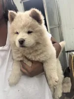 Female 4, a female Chow Chow for sale in Tarboro, NC – 3 of 4