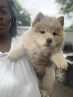 Chow chow girl2, a female Chow Chow for sale in Tarboro, NC – 2 of 3