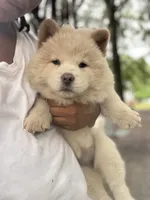 Female 4, a female Chow Chow for sale in Tarboro, NC – 2 of 4