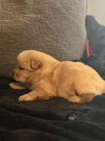 Chow chow pup, a male Chow Chow for sale in Tarboro, NC – Photo 2 of 7