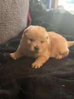 Chow chow pup, a male Chow Chow for sale in Tarboro, NC – Photo 5 of 7