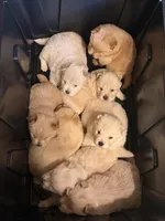 Chow chow pup, a male Chow Chow for sale in Tarboro, NC – Photo 7 of 7