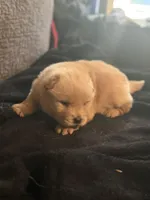 Chow chow pup, a male Chow Chow for sale in Tarboro, NC – Photo 6 of 7