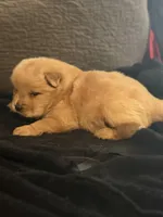 Chow chow pup, a male Chow Chow for sale in Tarboro, NC – Photo 3 of 7