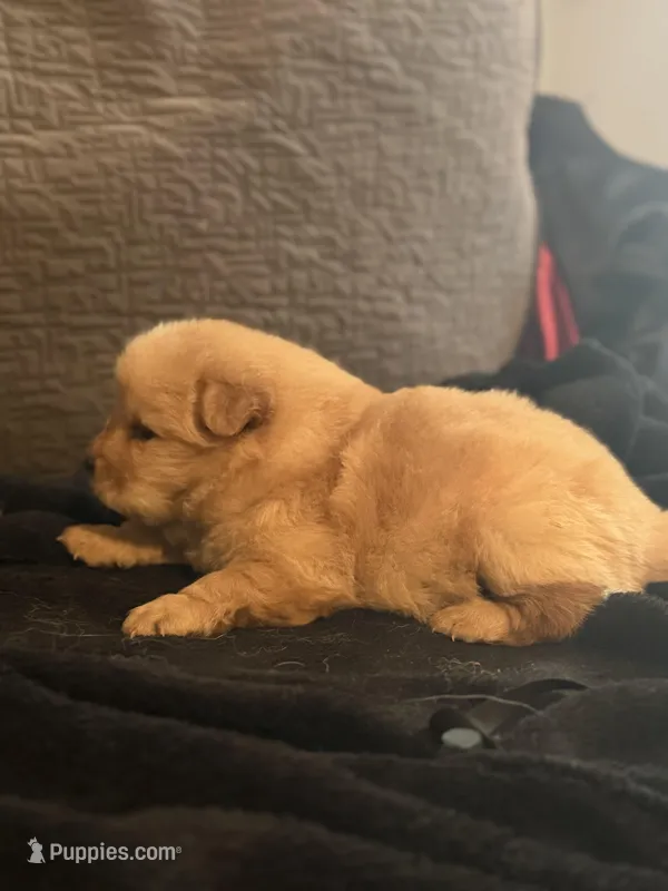 Chow chow pup – Chow Chow puppy for sale in Tarboro, NC