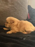 Chow chow pup, a male Chow Chow for sale in Tarboro, NC – Photo 1 of 7
