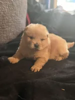 Chow chow pup, a male Chow Chow for sale in Tarboro, NC – Photo 4 of 7