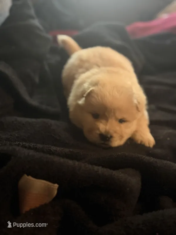 Chow chow male red 2, a male Chow Chow for sale in Tarboro, NC – Photo 1 of 3