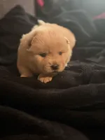 Chow chow male red 2, a male Chow Chow for sale in Tarboro, NC – Photo 3 of 3