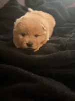 Chow chow male red 2, a male Chow Chow for sale in Tarboro, NC – Photo 2 of 3