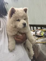 Female 4, a female Chow Chow for sale in Tarboro, NC – 4 of 4