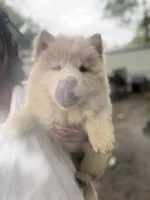 Chow chow girl2, a female Chow Chow for sale in Tarboro, NC – 3 of 3