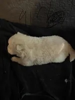 Chow chow , a female Chow Chow for sale in Tarboro, NC – Photo 2 of 7