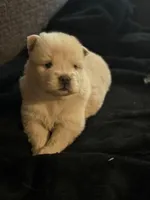 Chow chow , a female Chow Chow for sale in Tarboro, NC – Photo 3 of 7