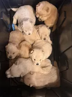 Chow chow , a female Chow Chow for sale in Tarboro, NC – Photo 7 of 7