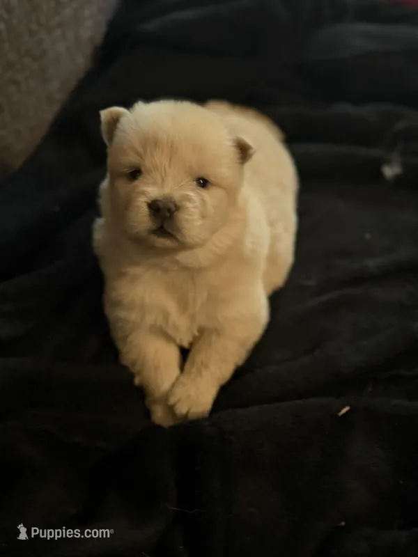 Chow chow  – Chow Chow puppy for sale in Tarboro, NC