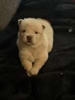 Chow chow , a female Chow Chow for sale in Tarboro, NC – Photo 1 of 7