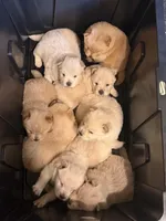 Chow chow , a female Chow Chow for sale in Tarboro, NC – Photo 6 of 7