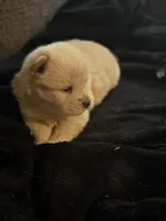 Chow chow , a female Chow Chow for sale in Tarboro, NC – Photo 4 of 7