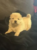 Female 4, a female Chow Chow for sale in Tarboro, NC – Photo 2 of 3