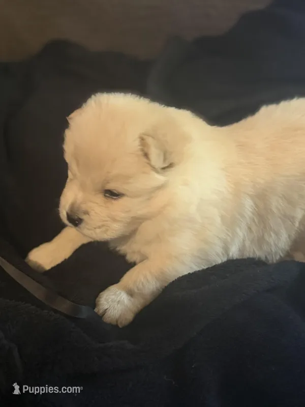 Female 4 – Chow Chow puppy for sale in Tarboro, NC