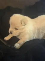 Female 4, a female Chow Chow for sale in Tarboro, NC – Photo 1 of 3