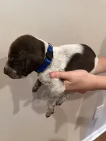 blue boy, a male German Shorthaired Pointer for sale in Asheboro, NC – 2 of 5