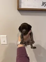 teal boy, a male German Shorthaired Pointer for sale in Asheboro, NC – 1 of 4