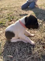 Pink - Girl , a female German Shorthaired Pointer for sale in Asheboro, NC – Photo 1 of 6