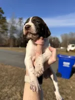 Pink - Girl , a female German Shorthaired Pointer for sale in Asheboro, NC – Photo 4 of 6