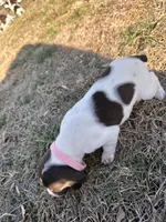 Pink - Girl , a female German Shorthaired Pointer for sale in Asheboro, NC – Photo 2 of 6