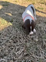 Pink - Girl , a female German Shorthaired Pointer for sale in Asheboro, NC – Photo 3 of 6