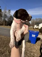 Pink - Girl , a female German Shorthaired Pointer for sale in Asheboro, NC – Photo 5 of 6