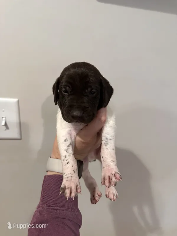 Red - Boy – German Shorthaired Pointer puppy for sale in Asheboro, NC