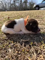 Orange - Boy , a male German Shorthaired Pointer for sale in Asheboro, NC – Photo 3 of 5