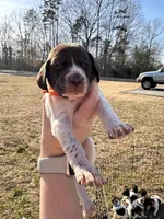 Orange - Boy , a male German Shorthaired Pointer for sale in Asheboro, NC – Photo 4 of 5