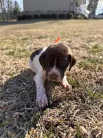 Orange - Boy , a male German Shorthaired Pointer for sale in Asheboro, NC – Photo 2 of 5